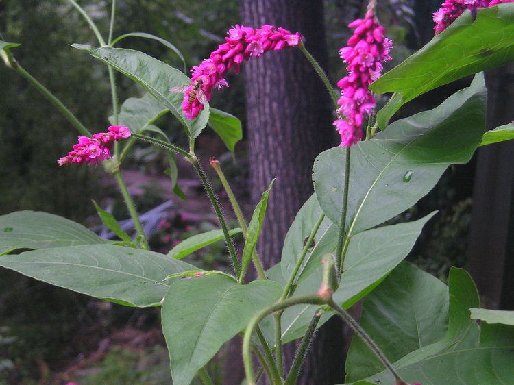 p1010163.jpg
