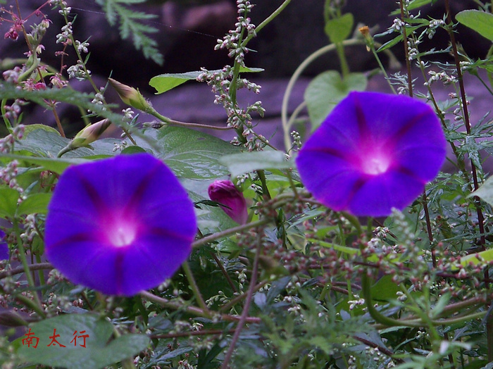 20110911aɽٴعŽ籨 (18).jpg