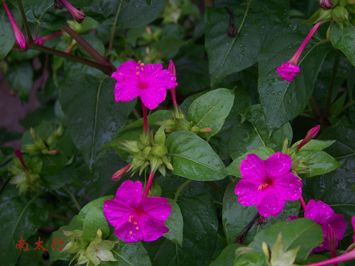 20110911aɽٴعŽ籨 (29).jpg