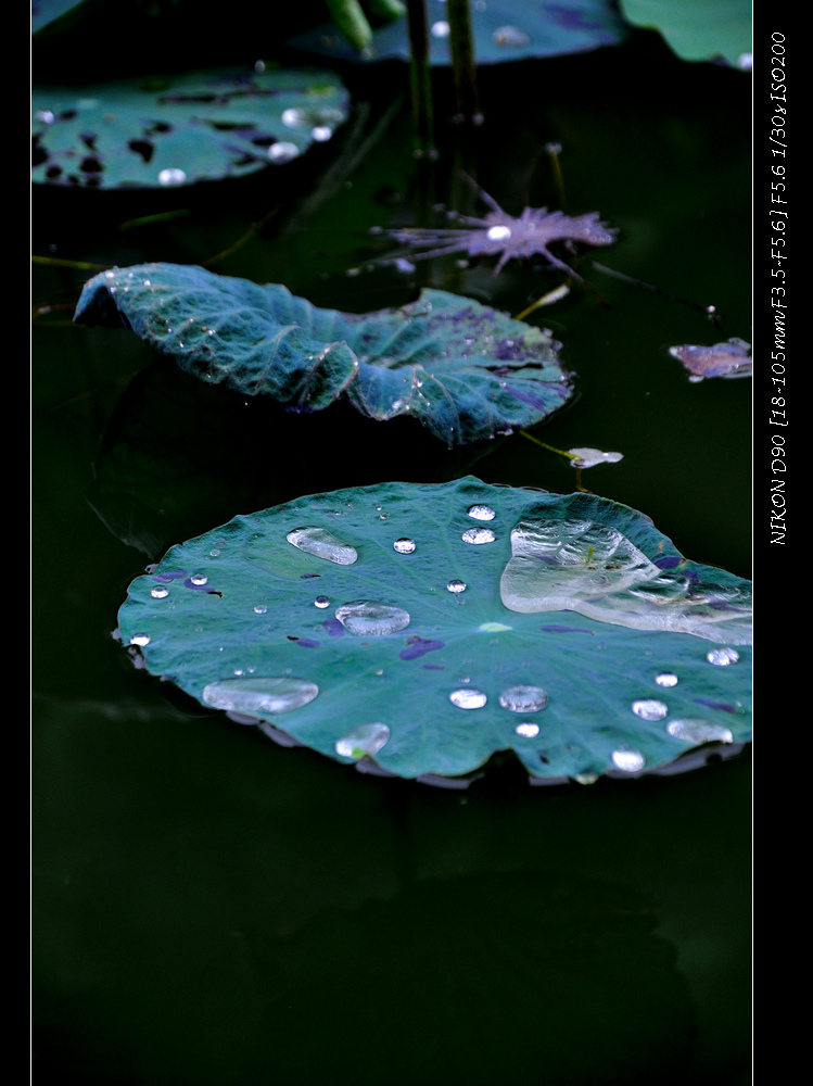 dsc_0007.jpg