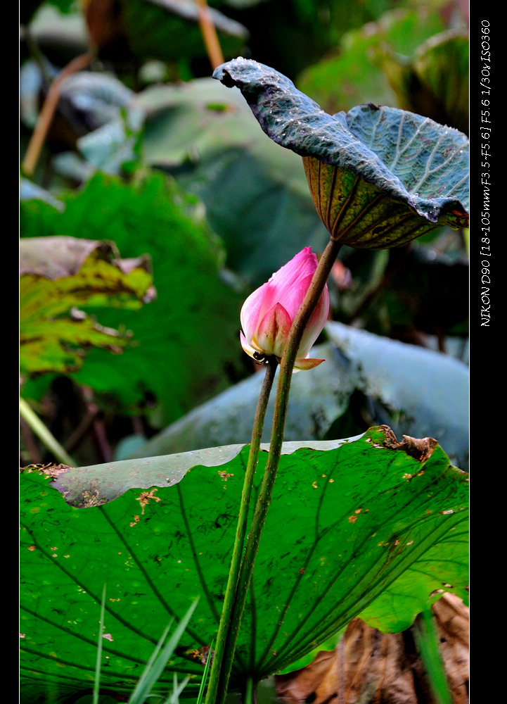 dsc_0014.jpg