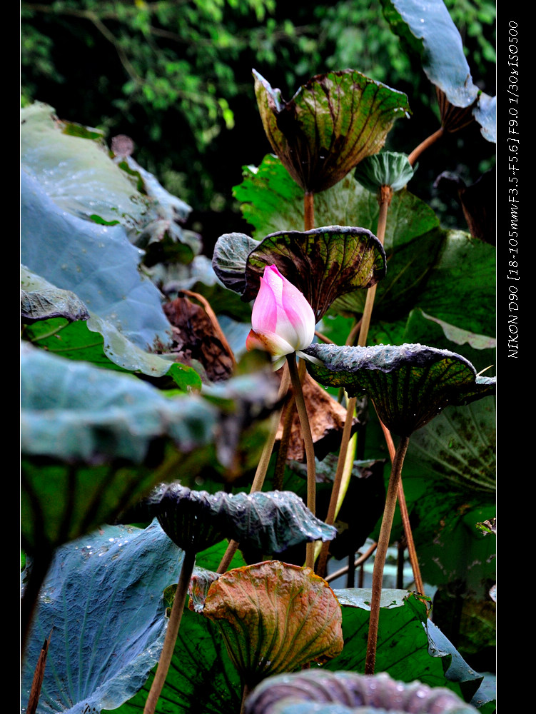 dsc_0020_01.jpg