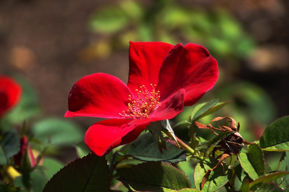 k1101340.jpg