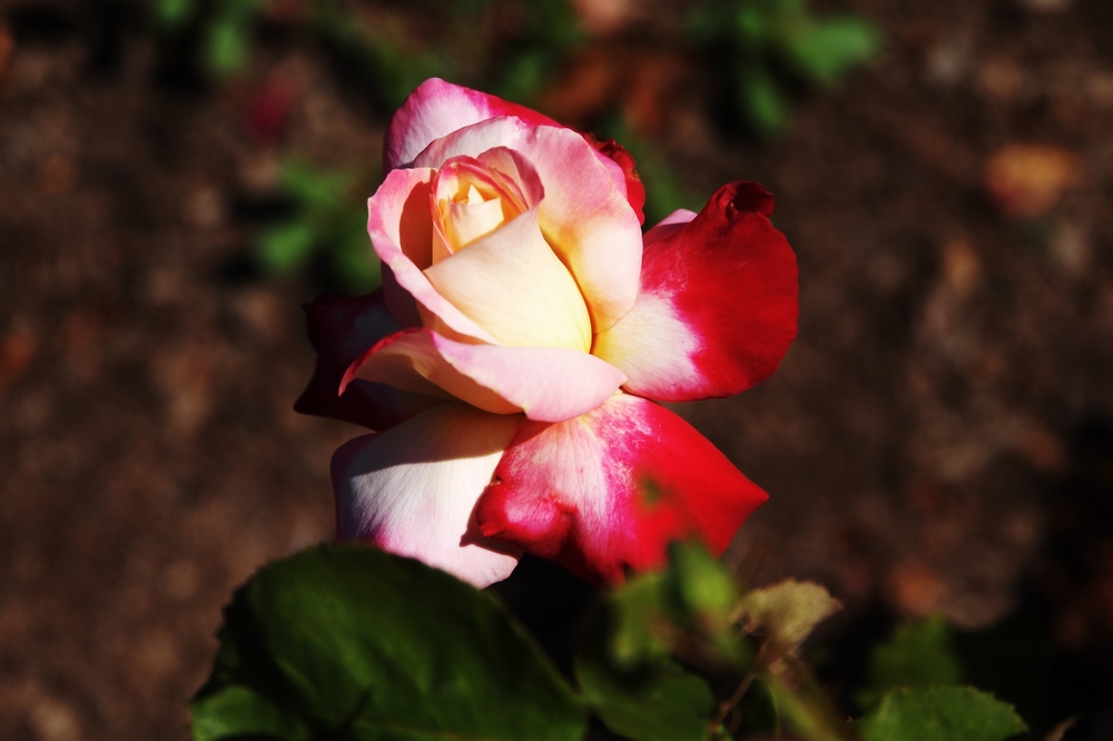 k1101390.jpg