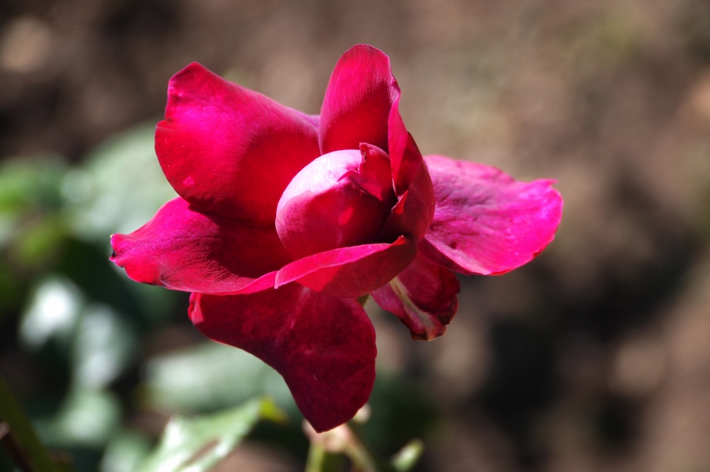 k1101378.jpg