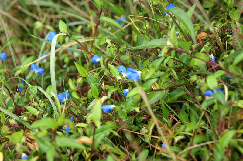 dsc09270.jpg