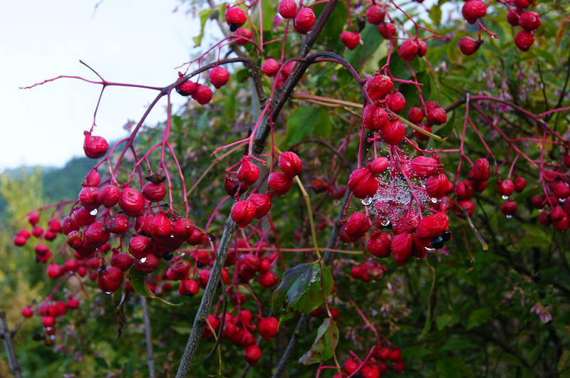 dsc09172.jpg