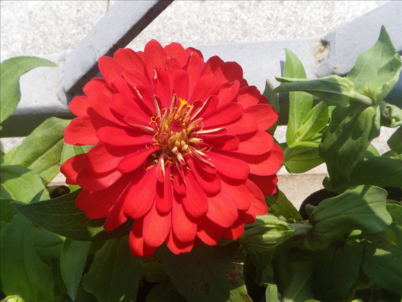 imgp1785.jpg