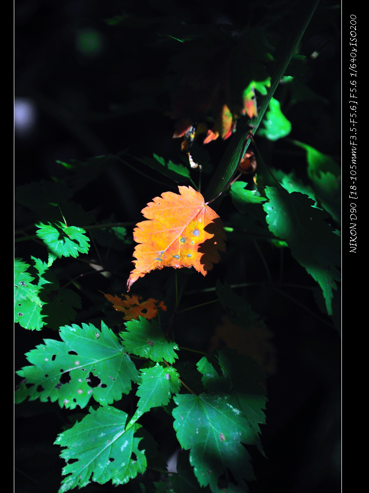 dsc_0174.jpg