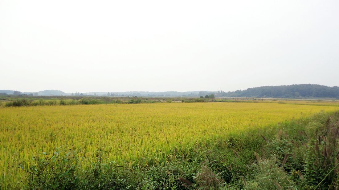 neo_img_dsc04730.jpg