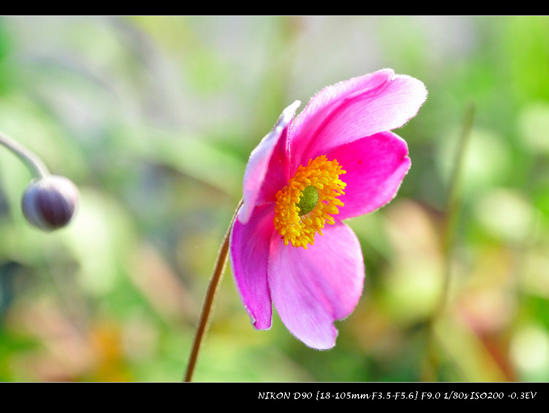 dsc_0384.jpg