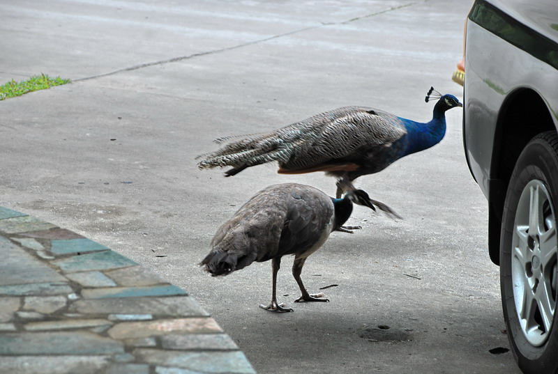 dsc_0033.jpg