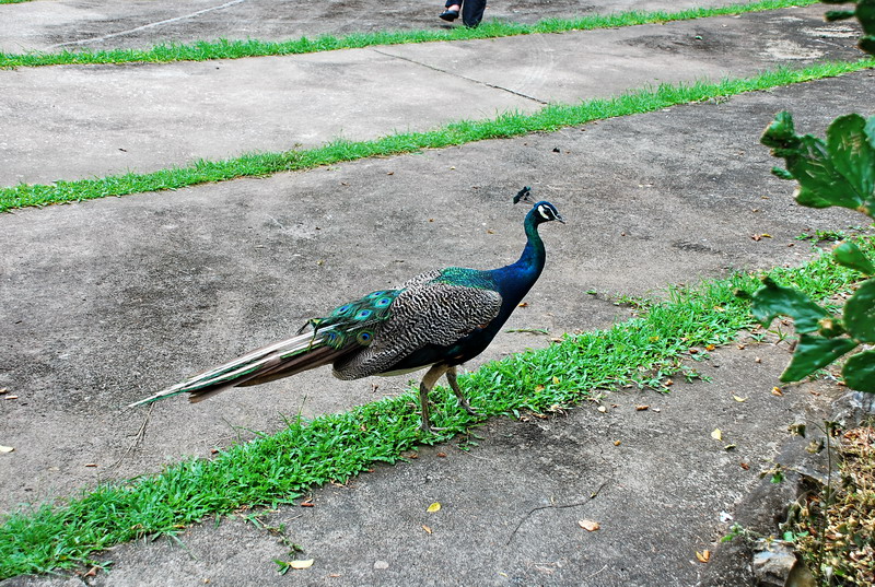 dsc_0039.jpg
