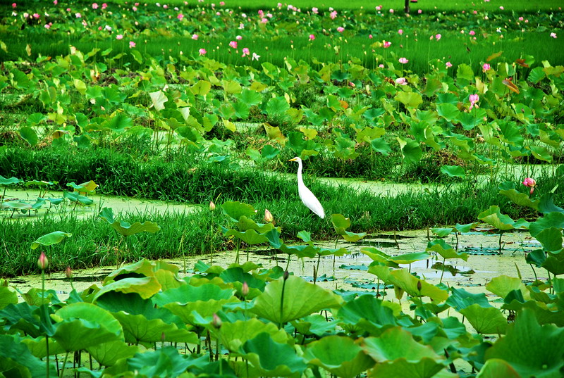 dsc_0866.jpg