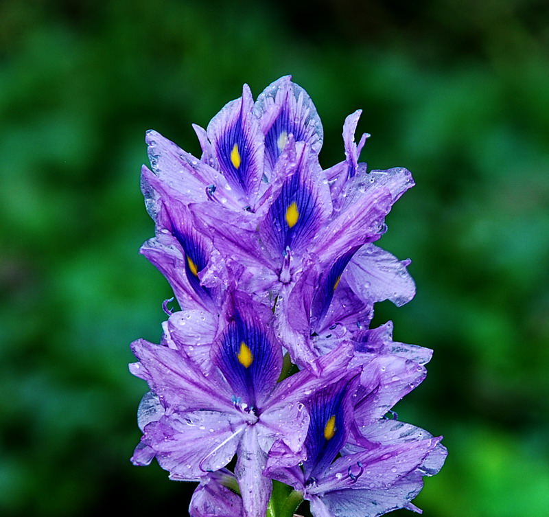 dsc_0098.jpg