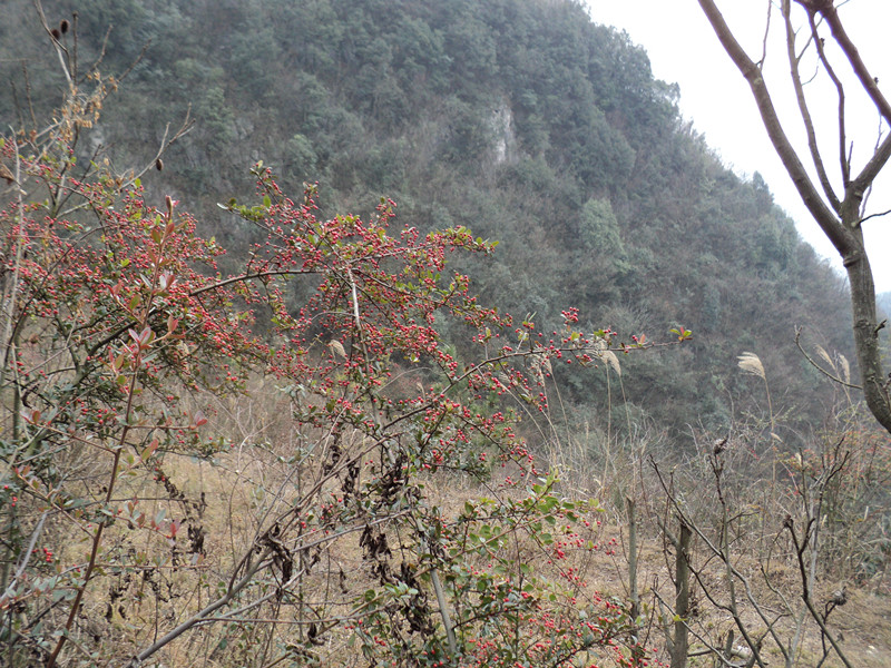 dsc06875_.jpg