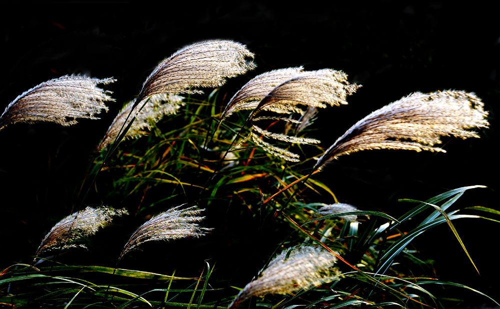 neo_img_人ԭʼ仧ֲ2011ع_386.jpg