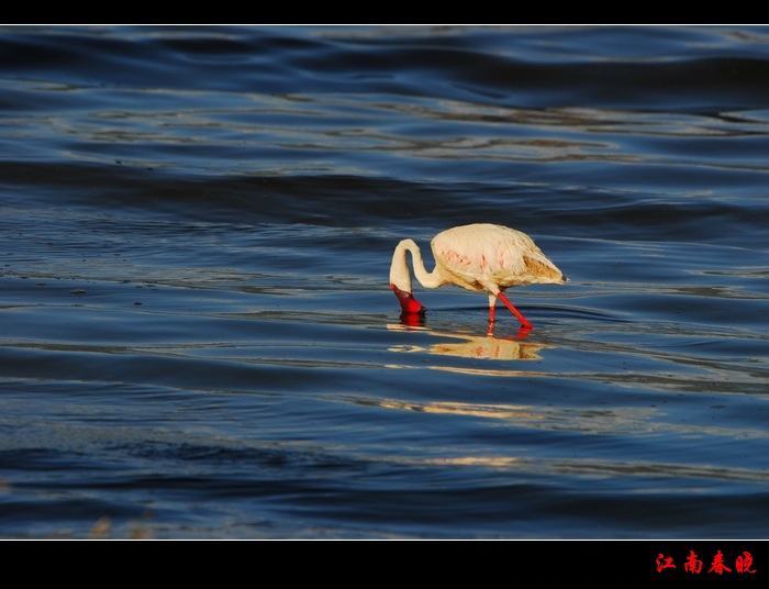 neo_img_dsc_0486-.jpg