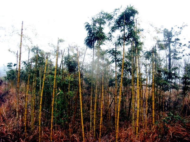 120114201609581af680b6c08d.jpg