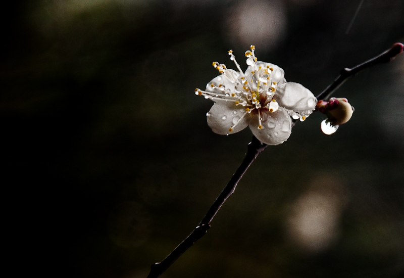 dsc_0521-1.jpg