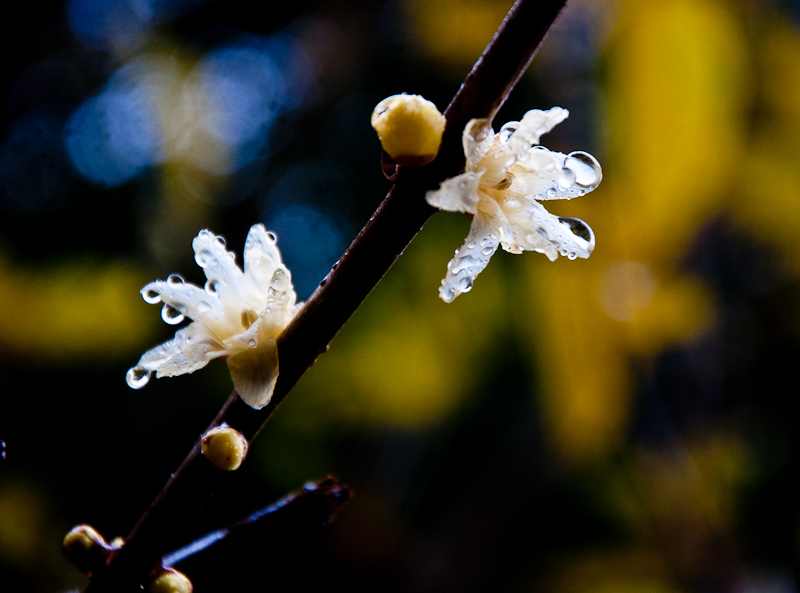 dsc_0514-1.jpg