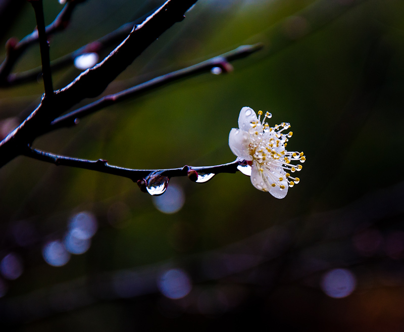 dsc_0496-1.jpg