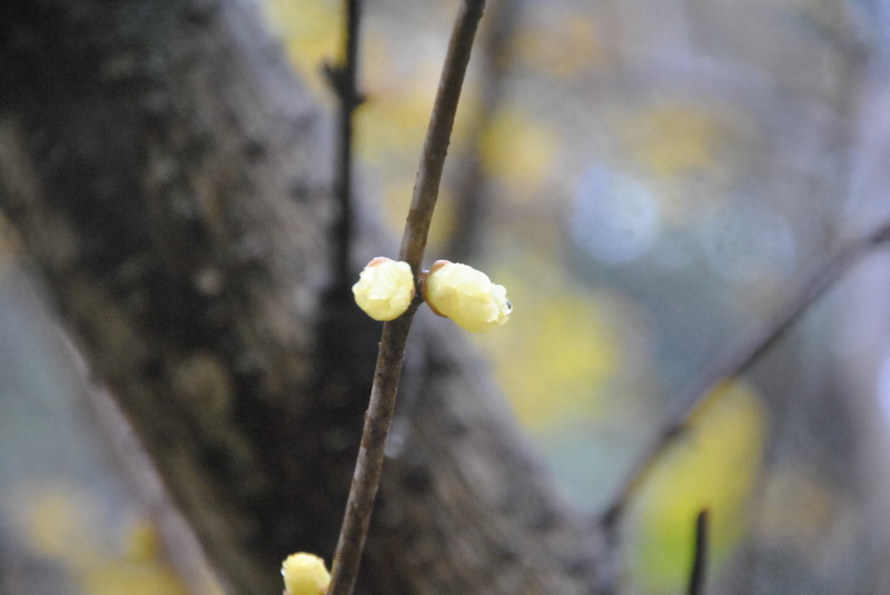 dsc_0326.jpg