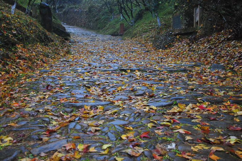 dsc_0339.jpg