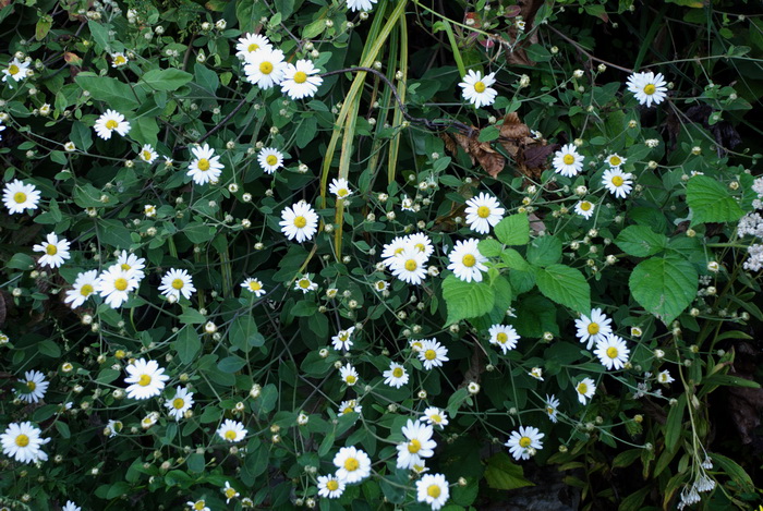 dsc_0013.jpg