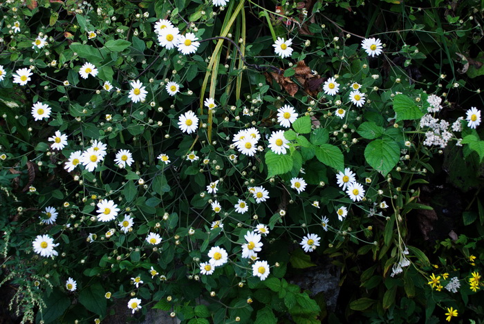 dsc_0014.jpg