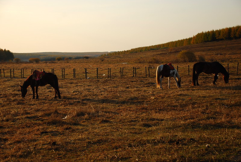 dsc_9732.jpg