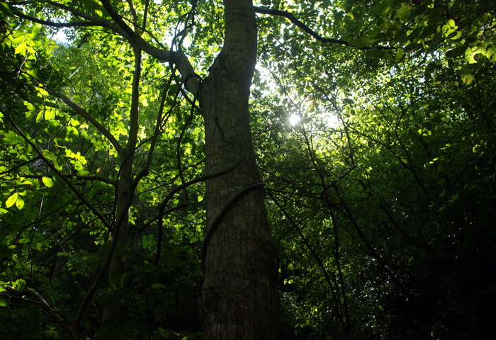 dsc_0099.jpg