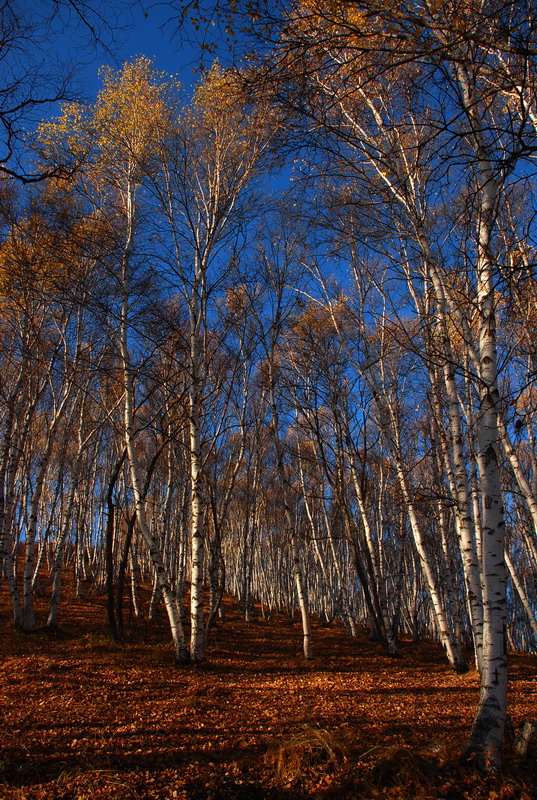 dsc_0536.jpg