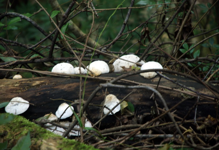 dsc_0111.jpg