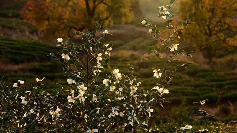 dsc_5154.jpg
