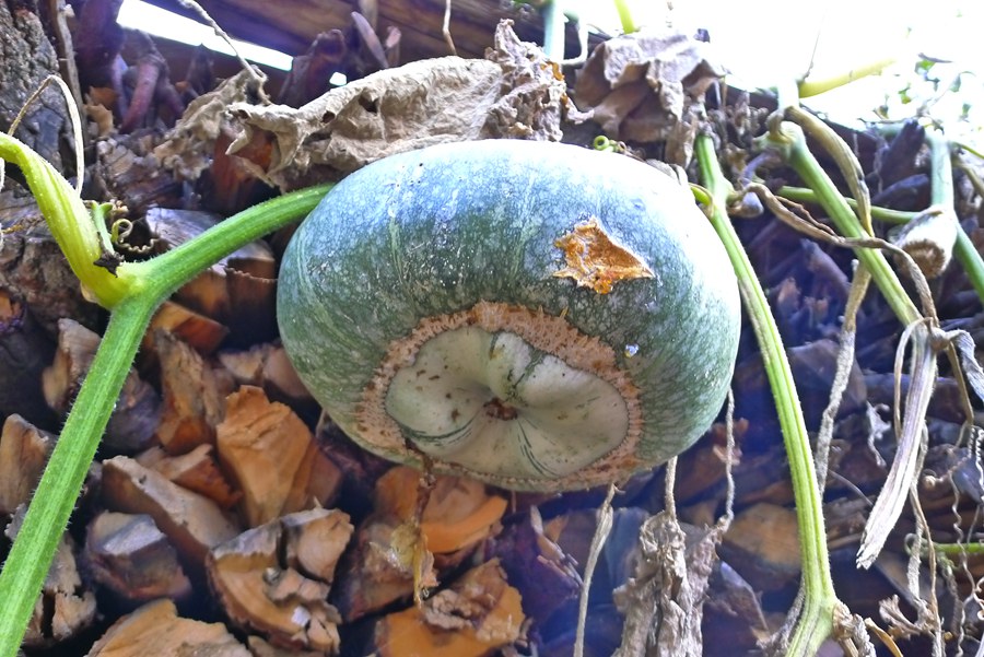 p1020211_.jpg