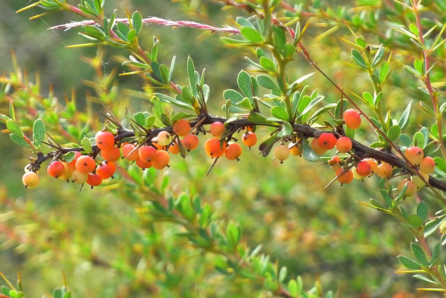 p1020326_.jpg