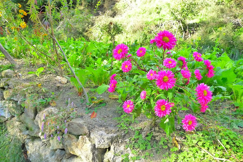 p1020500_.jpg