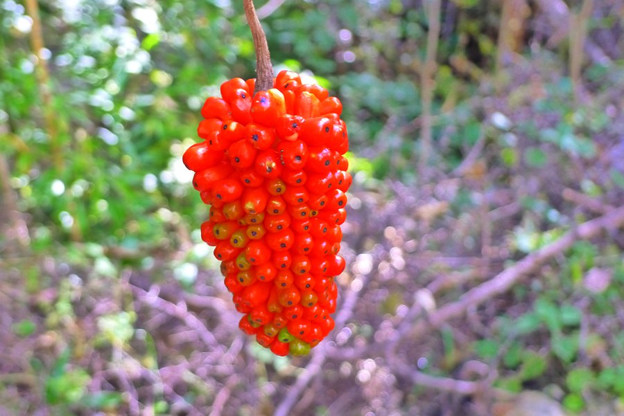 p1020517_.jpg