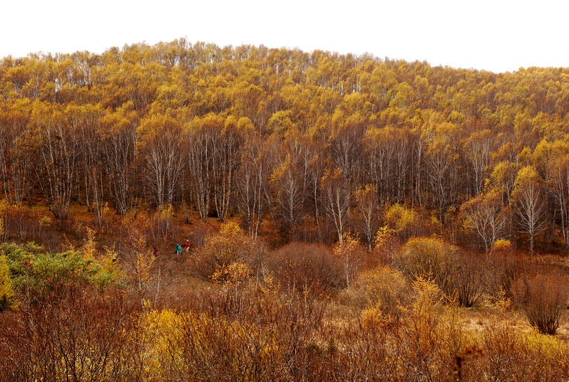 dsc_0966.jpg