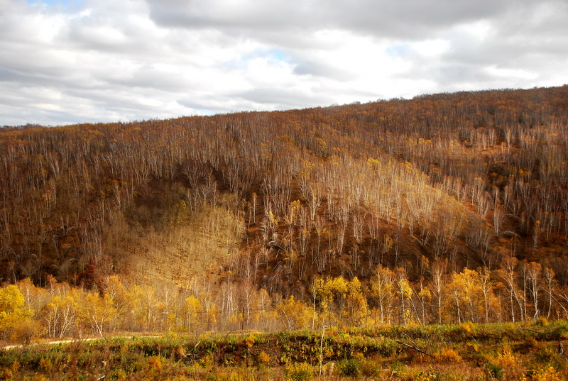 dsc_0981.jpg