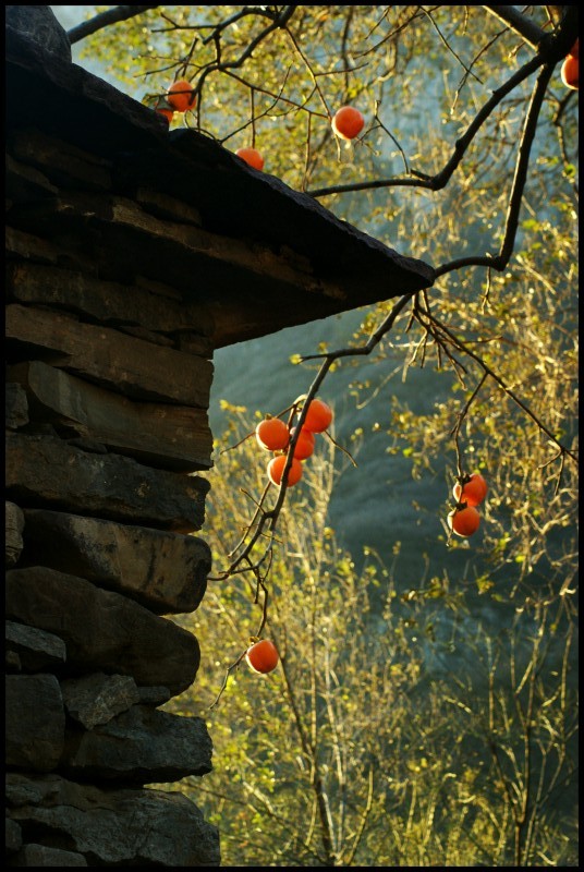 conew_dsc06016_conew1.jpg