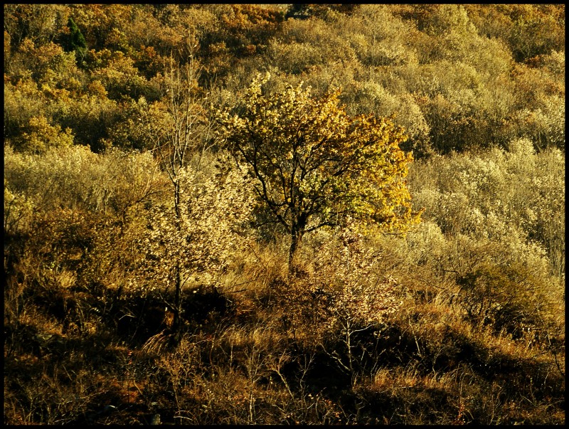 conew_dsc06042_conew1.jpg