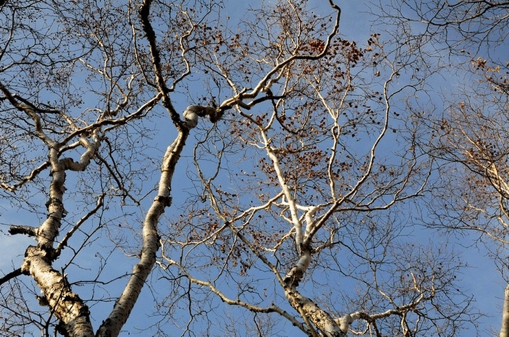 ɶ-2004.jpg