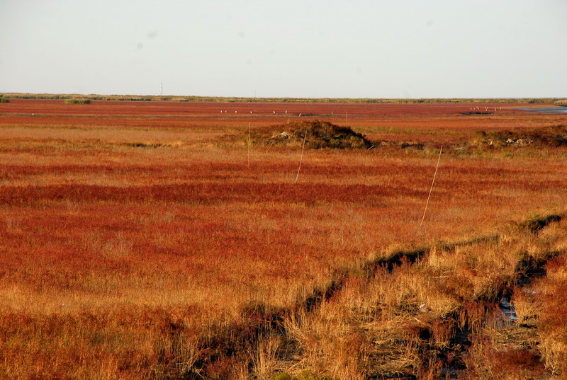 dsc_1651.jpg