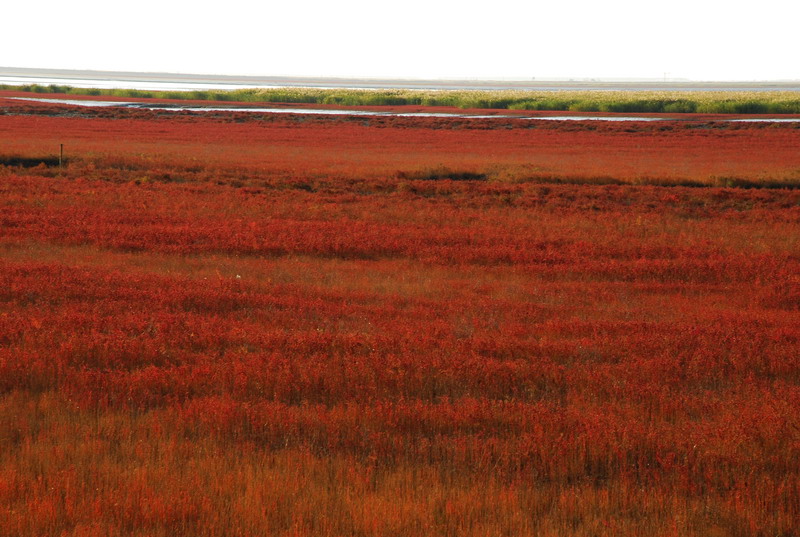 dsc_1657.jpg