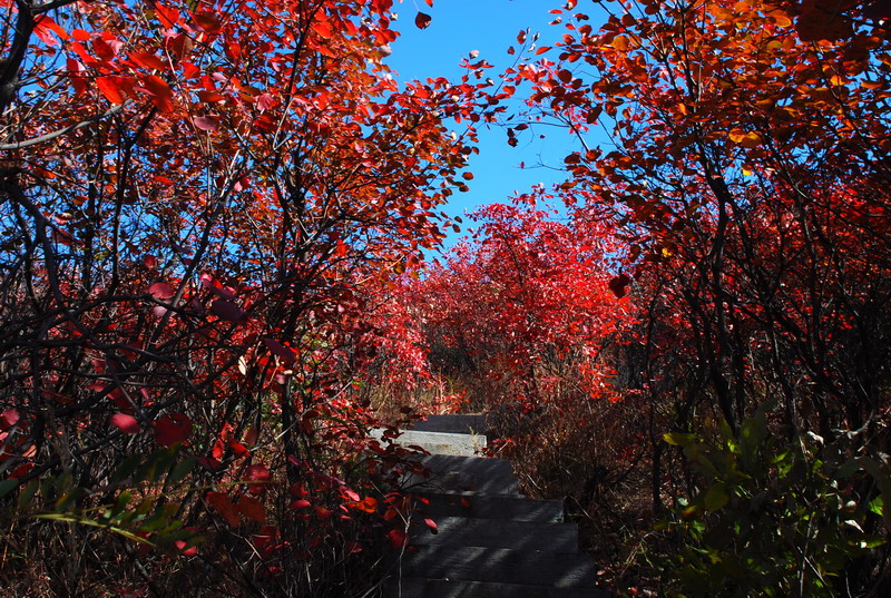 dsc_2598.jpg