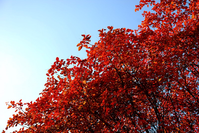 dsc_2655.jpg