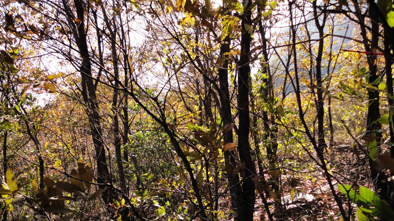 neo_img_dsc00446.jpg