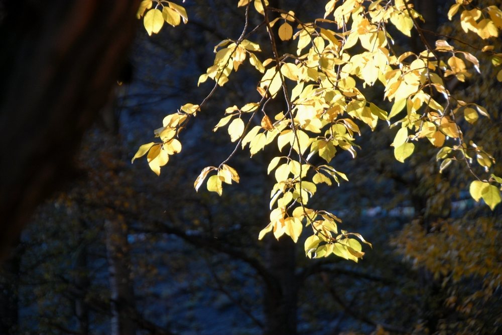 dsc_0075.jpg
